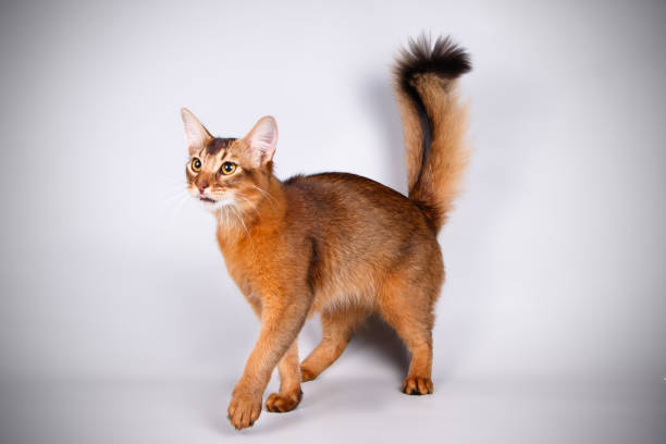 270+ Somali Cat Stock Photos, Pictures & Royalty-Free Images - iStock | Abyssinian  cat, Bengal cat, Siamese cat