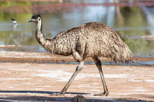 A large brown Australian flightless bird with long legs and flowing feathers