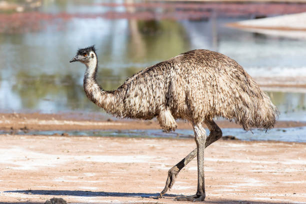 istock Emu (Dromaius novaehollandiae). A large Australian flightless bird 1028426964