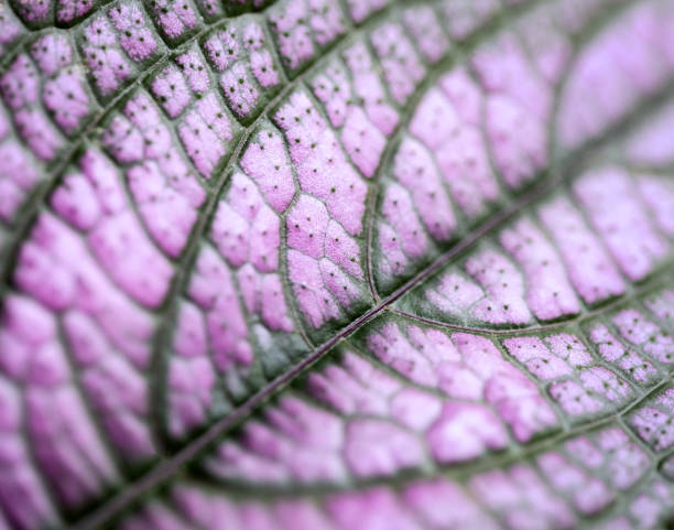 istock Macro image of a purple leaf 1028427360