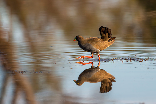 The black-tailed nativehen (Tribonyx ventralis) is a rail native to Australia with round yellow eyes and vertical black tail.