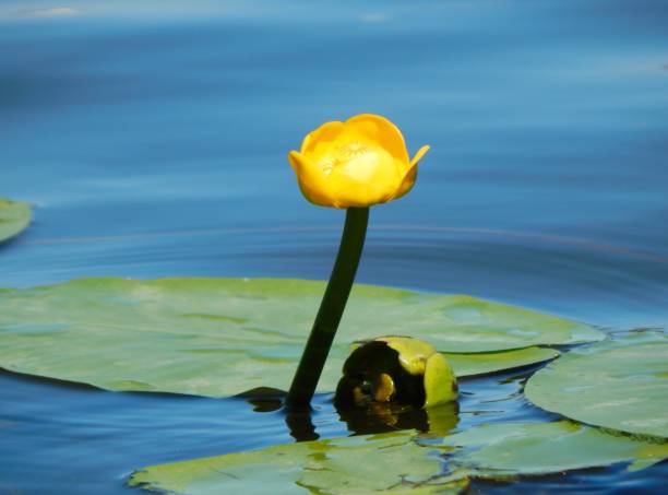 istock yellow water lily in a river 1028427688