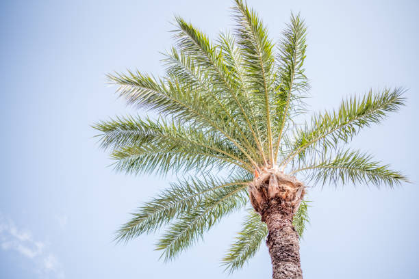 istock photography of palm tree over blue sky 1028430074