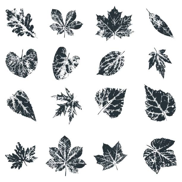 ilustraciones, imágenes clip art, dibujos animados e iconos de stock de impresión de la hoja de vector. inkprinted las hojas de los árboles en papel - elm leaves