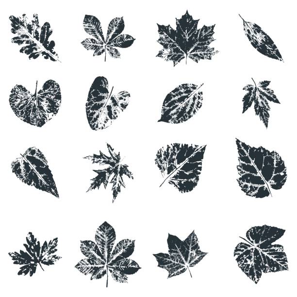 Vector Leaf print. Inkprinted leaves of the trees on paper Set of vector Leaf print. Inkprinted leaves of the trees on paper. Traced vector image. alder tree drawing stock illustrations