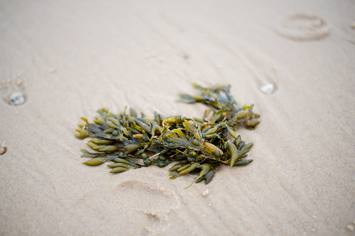 Algae on the beach after low water.