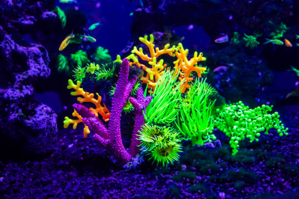 istock danio rerio fish and neon corals 1028436174
