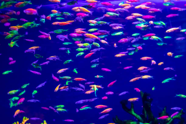 istock danio rerio fish and neon corals 1028436182
