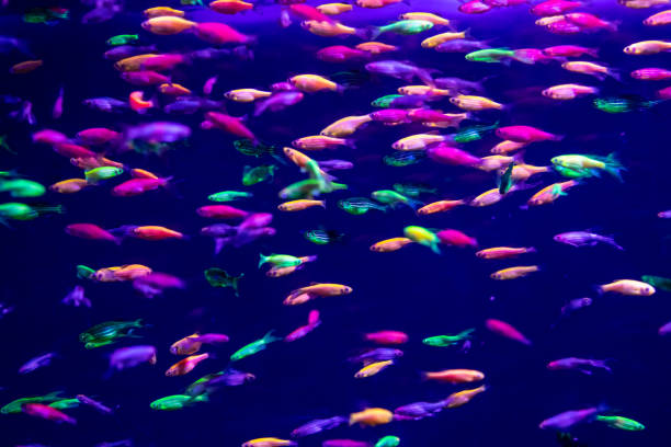 istock danio rerio fish and neon corals 1028436198
