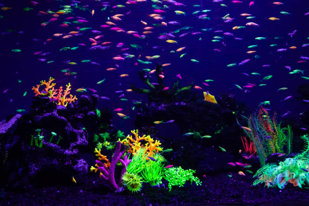istock danio rerio fish and neon corals 1028437390
