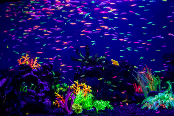 istock danio rerio fish and neon corals 1028438434