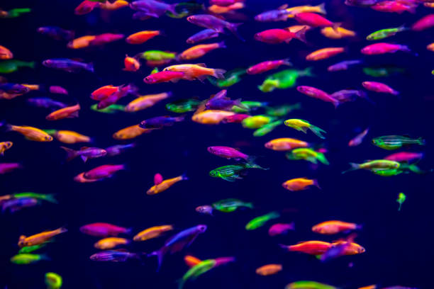 istock danio rerio fish and neon corals 1028438440