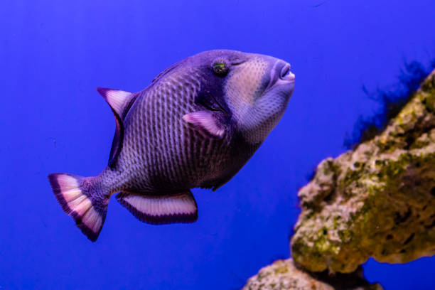 Balistoides viridescens fish Balistoides viridescens fish close up indian triggerfish or melichthys indicus stock pictures, royalty-free photos & images