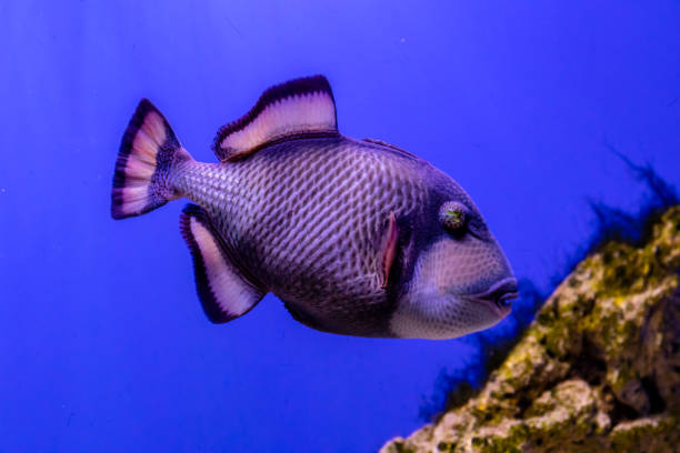 Balistoides viridescens fish Balistoides viridescens fish close up indian triggerfish or melichthys indicus stock pictures, royalty-free photos & images