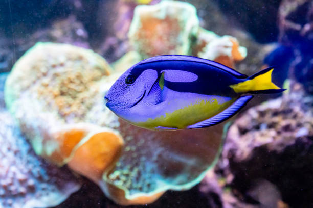 istock beautiful fish Paracanthurus Hepatus 1028438564