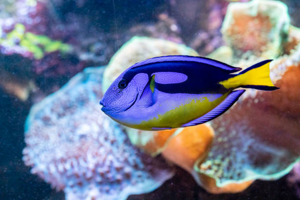 istock beautiful fish Paracanthurus Hepatus 1028438586
