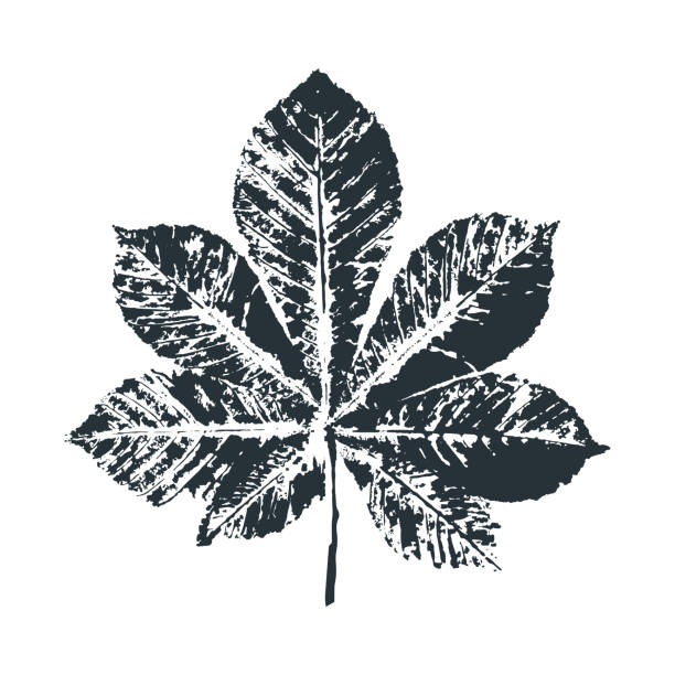 Vector leaf print of chestnut tree. Inkprinted leaves of the trees on paper Vector leaf print of chestnut tree. Inkprinted leaves of the trees on paper. Traced vector image. alder tree drawing stock illustrations