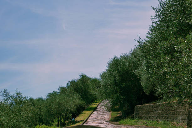 istock Olive garden in Shodoshima Island,Japan 1028444908