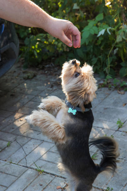 istock small pretty playing Yorkshire terrier in summer garden 1028449834