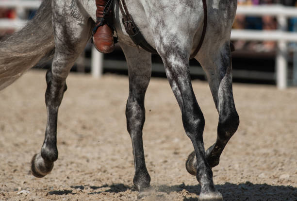 istock Dapple gray andalusian horse 1028458410