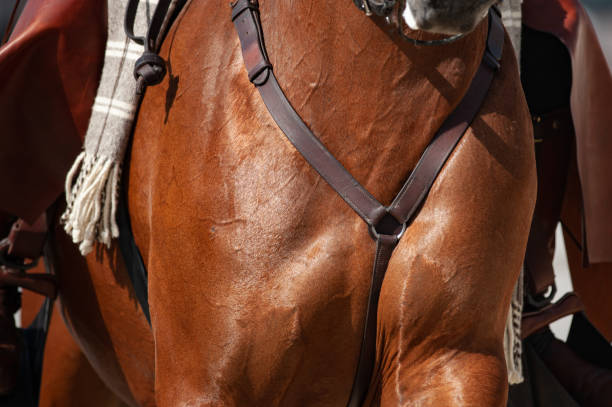 istock Saddle horse chest closeup 1028458422