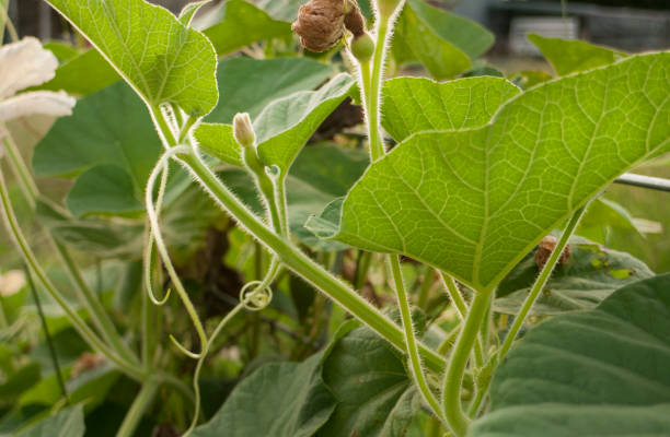 istock Birdhouse gourd vine and leaves with tiny gourds growing 1028462950