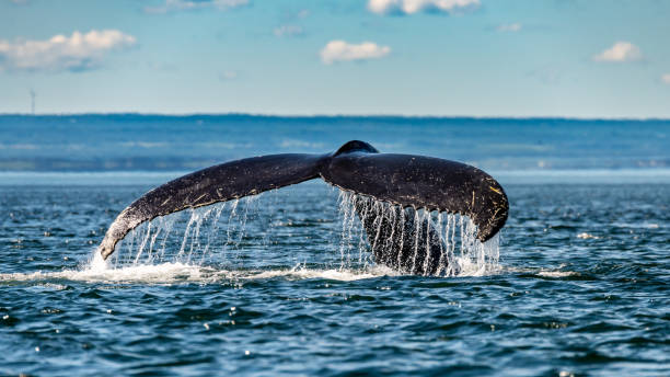 majestät - cetacea stock-fotos und bilder