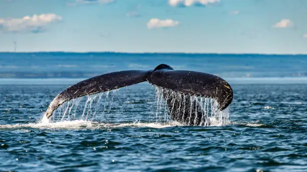 Humpback whale exhibiting its tail in St-Lawrence river (only place in the world where you can take a sit on the riverbank and watch the whales)