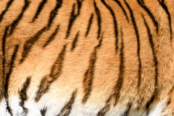 istock Close-up of Tiger 1028468498