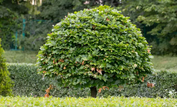 hornbeam in a summer park, cut into a beautiful shape close up