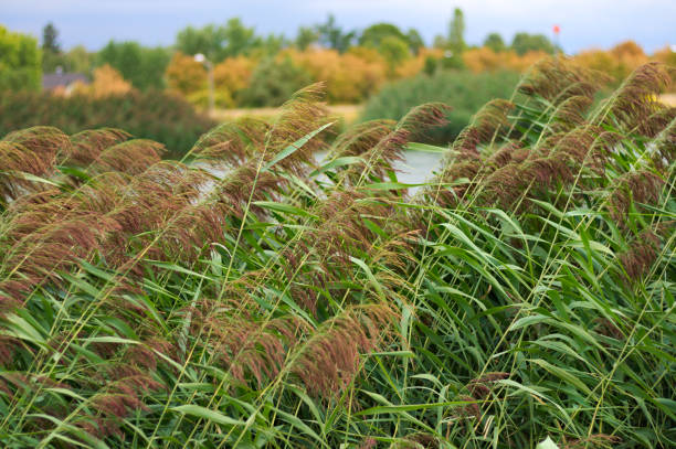 istock water reed in the wind 1028471356