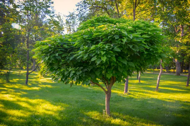 catalpa with a beautiful crown on the green grass on a summer day