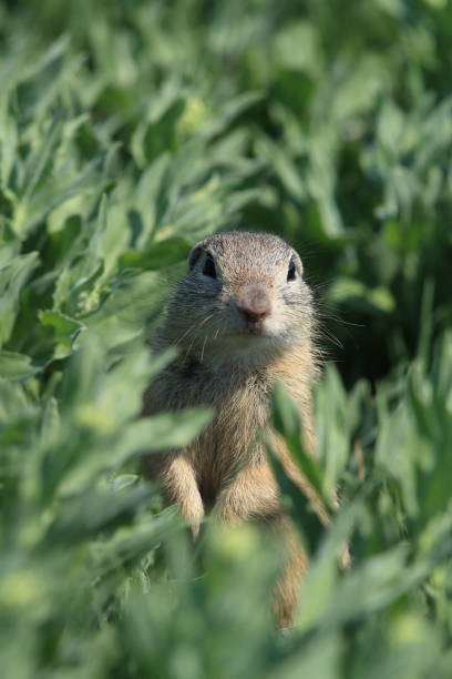istock European ground squirrel (Spermophilus citellus) Rana- Czech 1028471584