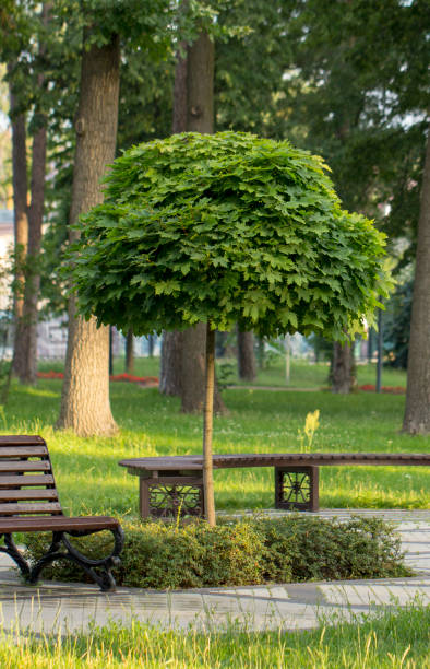 istock Maple with a round crown on a stump. Used in landscape design 1028474636