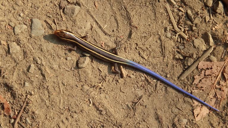 Gilbert's skink.