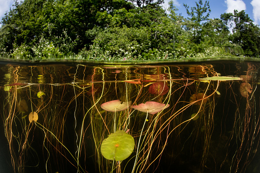 Lily pads grow on the edge of a freshwater lake in Cape Cod, Massachusetts. These aquatic plants provide habitat for many species and thrive during the summer in shallow temperate habitats.