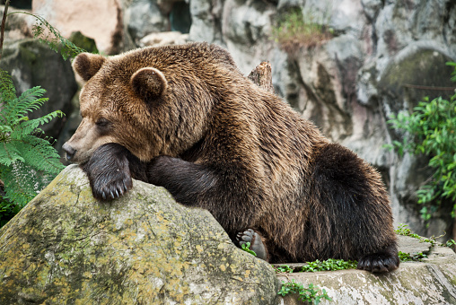 Brown bear resting with both paws on the log.