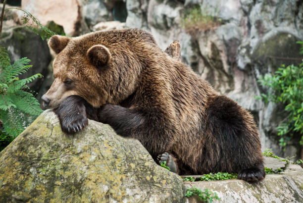 коричневый медведь отдыхает обеими лапами на бревне в гватемале. - thick snow стоковые фото и изображения