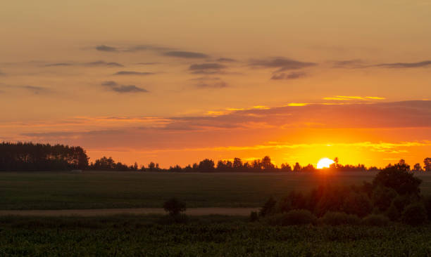 istock dry grass sky summer sunset close up 1028478162