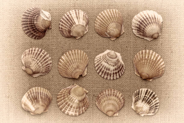 istock set of natural sea clam shells 1028478258