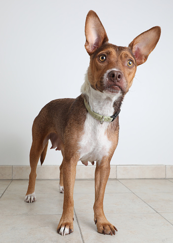 Female Basenji dog in animal shelter hoping to be adopted