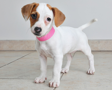 Puppy in animal shelter. Jack Russel Terrier and Basenji mixed breed dog.