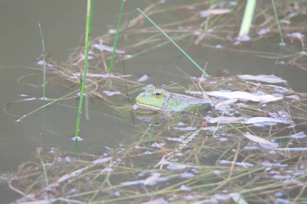 istock The American bullfrog is an amphibious frog. 1028481172