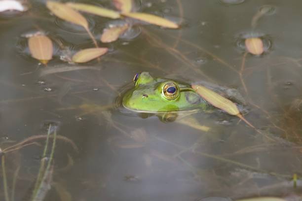 istock The American bullfrog is an amphibious frog. 1028481290