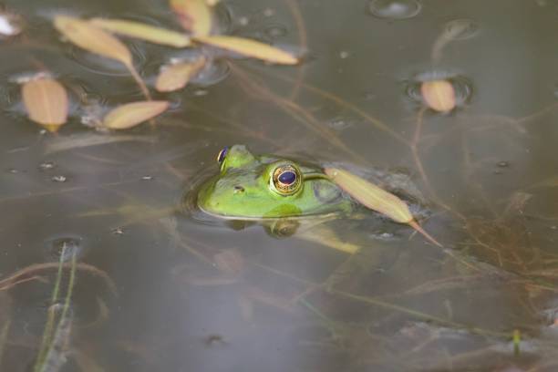 istock The American bullfrog is an amphibious frog. 1028481294