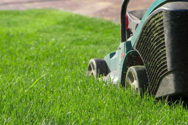 istock Lawn mower cutting green grass in backyard 1028484266