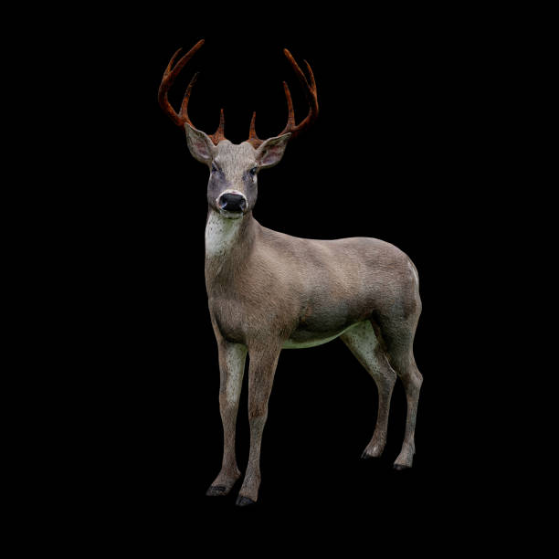 istock cute white tailed deer looking at camera, isolated on black background 1028486786
