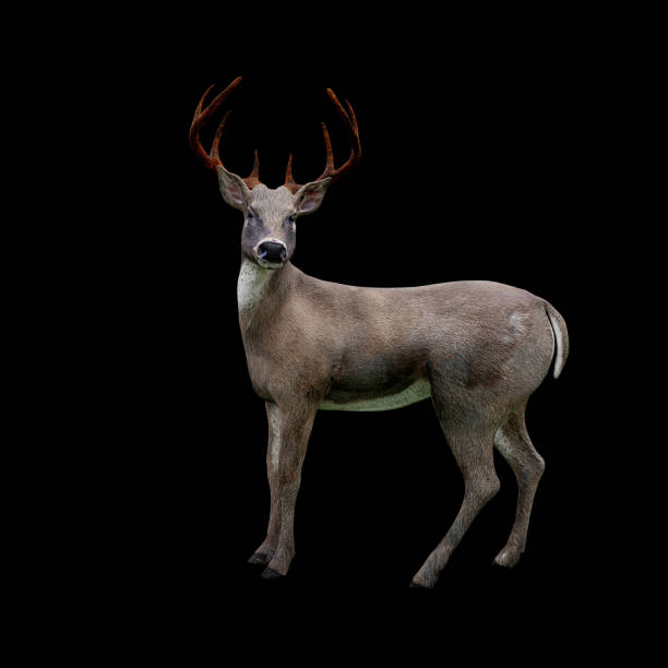 istock cute white tailed deer looking at camera, isolated on black background 1028486838