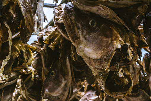 The dried heads of fish cod which are hanged out