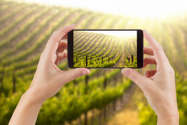 女性両手スマート携帯電話の背後にあるブドウ園の写真を表示します。 - つる草 写真 ストックフォトと画像